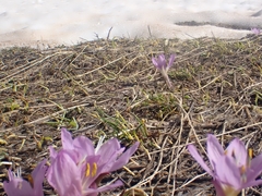 Colchicum figlalii