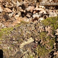 Peltigera ponojensis