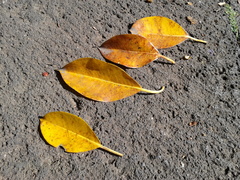 Ficus retusa