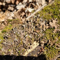 Peltigera ponojensis