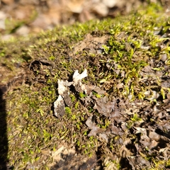 Peltigera ponojensis