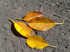 Ficus retusa