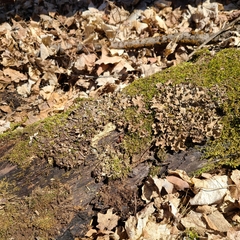 Peltigera ponojensis