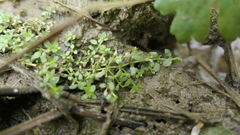 Callitriche peploides