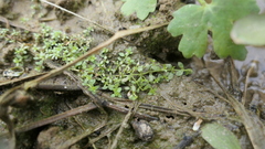 Callitriche peploides