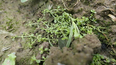 Callitriche peploides