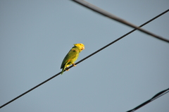 Amazona oratrix
