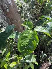 Syngonium podophyllum