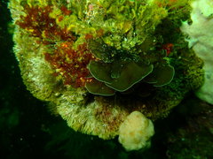 Exallosorus harveyanus