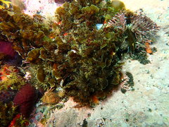 Exallosorus harveyanus