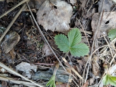 Fragaria vesca