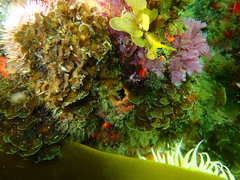 Exallosorus harveyanus