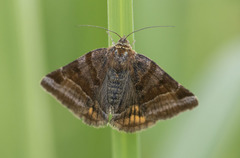 Euclidia glyphica