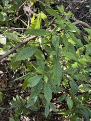 Psychotria nervosa