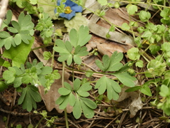 Corydalis solida