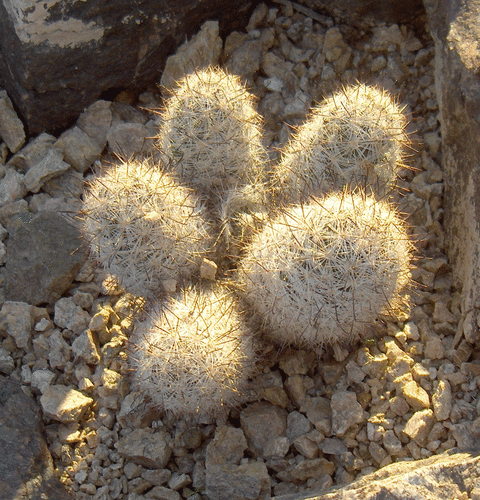 Graham's nipple cactus