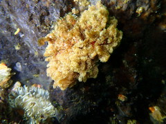 Menipea crispa