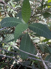 Psychotria tenuifolia