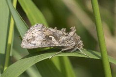 Autographa gamma