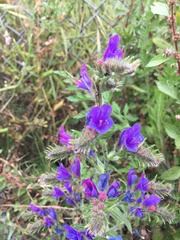 Echium vulgare