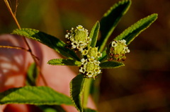 Lippia rehmannii