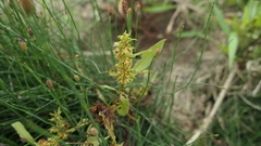 Rumex dentatus