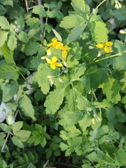 Chelidonium majus
