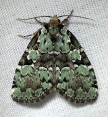 Leuconycta lepidula