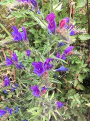 Echium vulgare