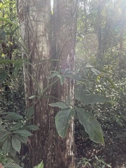 Syngonium angustatum