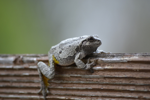Gray Treefrog photographed in Illinois