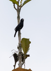 Sporophila crassirostris