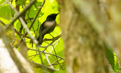 Cercomacra nigricans