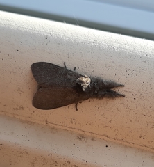 Calliteara pudibunda