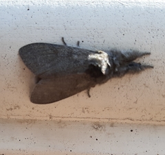 Calliteara pudibunda