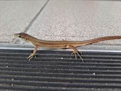 Takydromus formosanus