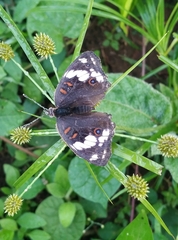 Junonia oenone oenone