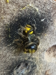 Chelostoma florisomne