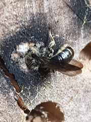 Chelostoma florisomne