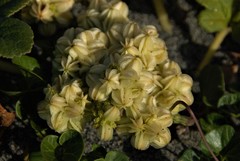 Glehnia littoralis leiocarpa