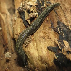 Prophysaon vanattae