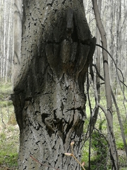 Pseudomonas