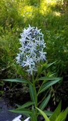 Amsonia repens