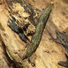 Prophysaon vanattae