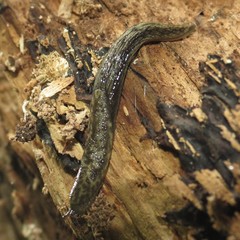 Prophysaon vanattae