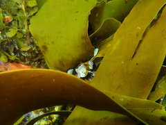 Laminaria pallida
