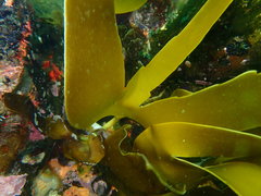 Laminaria pallida