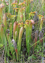 Sarracenia minor minor