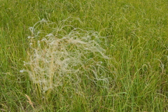 Stipa dasyphylla