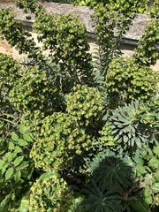 Euphorbia